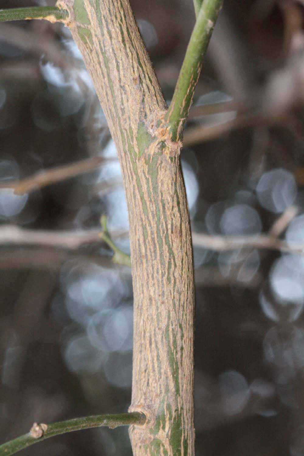              Second - third year twig (Riverside, CA)       